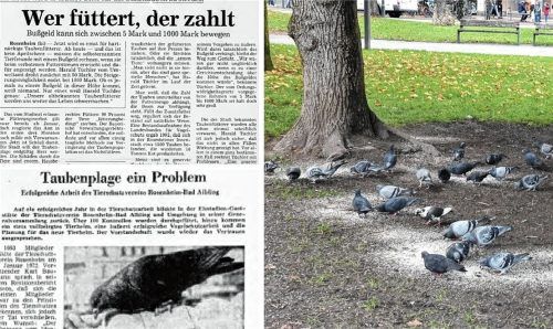 Krankheitsüberträger, Fassadenverschmutzer, Plage – das Image der Stadttaube ist schlecht, wie auch dieser Artikel (links) des Oberbayerischen Volksblattes aus den 70er-Jahren zeigt. Dennoch gibt es Vogelliebhaber, die die Vögel trotz Fütterungsverbots füttern – so wie hier im Rosenheimer Salingarten. Foto Schlecker/OVB (Montage)
