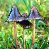 Gewaltexzess nach Drogenpilzen