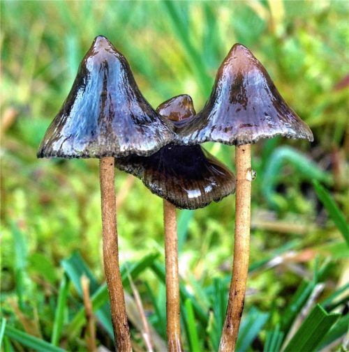 Sie schauen harmlos aus, aber sie haben es in sich: Halluzinogene Pilze können LSD-ähnliche Rauschzustände hervorrufen. Foto dpa