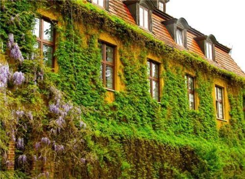 So kann eine begrünte Fassade aussehen: Stephanskirchen fördert Begrünungen von Dächern und Fassaden mit Zuschüssen, Tipps dazu gibt es obendrein.