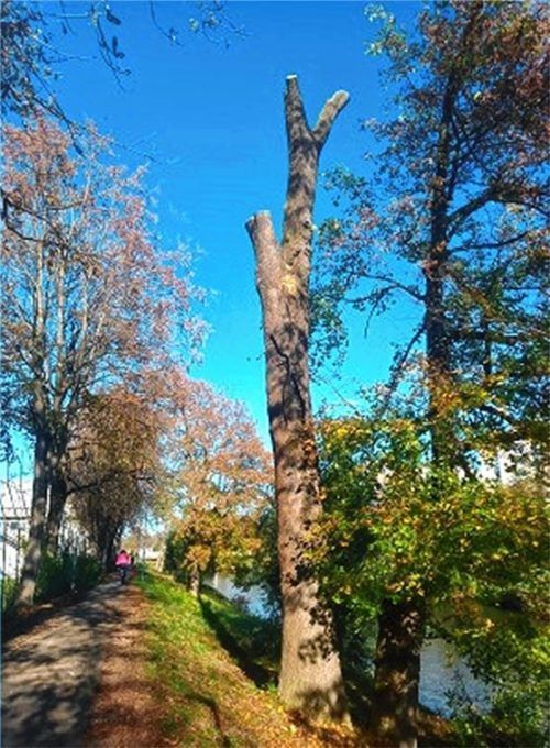 Von den Arbeiten profitieren auch die Waldtiere. Foto re