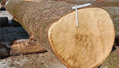 67 Zentimeter Durchmesser und 5,5 Meter lang: Dieser Eichenstamm erzielte den Höchstpreis und war damit die „Baumbraut“ bei der Submission. Foto Bayerische Staatsforsten