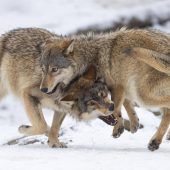 Tirol erleichtert Wolf-Abschuss