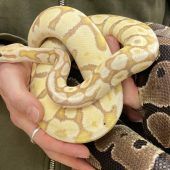 100 Schlangen gerettet