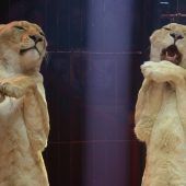 Bonus für Bauarbeiter Linke: Stadt soll Gasteig sanieren  Einblicke ins Löwen-Training