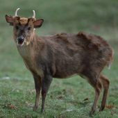 Diese Tiere hat der Klimawandel noch angelockt