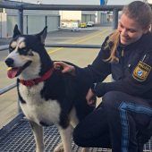 Husky auf großer Fahrt