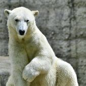 Hellabrunn im Zeichen des Eisbären