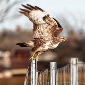 Ein Bussard im Abflug