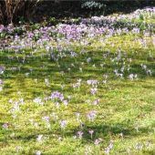 Krokusse und fleißige Bienen