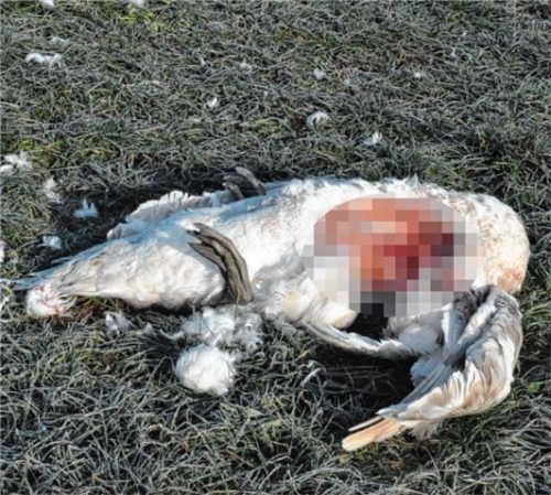 Auch am gestrigen Mittwoch waren die Tiere dort versammelt. Nur wenige 100 Meter entfernt lag der übel zugerichtete Kadaver eines der Tiere.Foto  Merk
