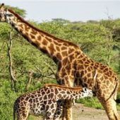 Zu Fuß ins Abenteuer Wildnis