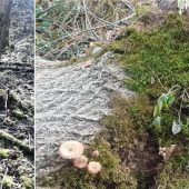 Im „grünen Gürtel“ kreist die Säge