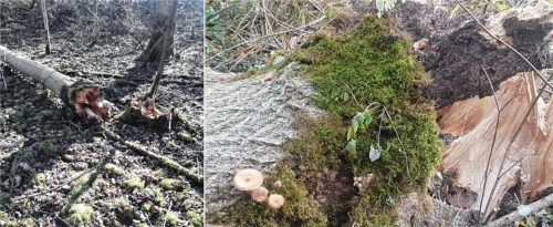 Das Eschentriebsterben verursacht eine Fäule im Wurzelbereich der Bäume. Dadurch wird ihre Standsicherheit so stark verringert, dass sie auch ohne äußere Einflüsse unvermittelt umstürzen können (links). Im fortschreitenden Krankheitsverlauf werden die Bäume in der Regel von weiteren Pilzen wie dem Hallimasch besiedelt (rechts). Foto Breit / Hermann