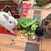 Emilie und Pauli suchen ein Zuhause