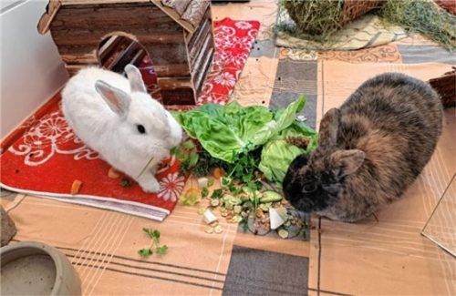 Die Fellnasen Pauli (links) und Emilie sind eine Haltung in der Wohnung gewöhnt. Foto RE