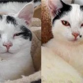Flauschige Geschwister suchen liebevolle Familie
