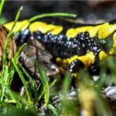 Feuersalamander Höhlentier des Jahres