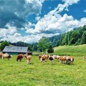 Almbauern weiter in Sorge wegen des Wolfes