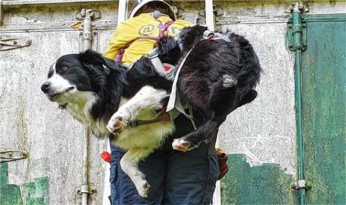 Mensch und Hund beim gemeinsamen Abstieg. Da müssen sich die beiden vertrauen. Foto Ammelburger