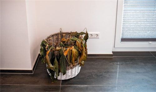 Mieter verstorben? Vermieter dürfen dann nur in die Wohnung, wenn Gefahr im Verzug ist. Eine verdurstende Pflanze gehört nicht dazu. Foto Laura Ludwig/dpa-tmn