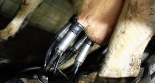 Milch erzielte im vergangenen November einen historischen Höchstpreis – mit Folgen auch für die Verbraucherpreise von Butter und Käse. In Palling diskutierten mehr als 230 Landwirte aus der Region mit Experten über die aktuellen Marktkapriolen und deren Folgen für die Milcherzeuger. Foto dpa