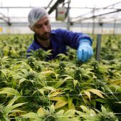 Gutachten: Cannabis-Legalisierung bricht internationales Recht