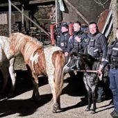 Polizisten fangen neun Pferde ein