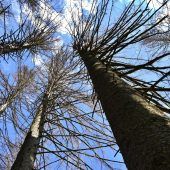 Große Sorge um den Wald