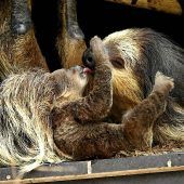 Faultier-Nachwuchs in Hellabrunn ist ein Mädchen
