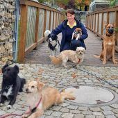 Volle Tierheime durch die Corona-Hunde