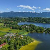 Koi-Karpfen aus dem Staffelsee sucht neues Zuhause