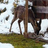 Bambi gönnt sich Vogelfutter in Rosenheimer Garten