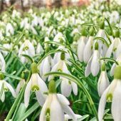 Kling, Glöckchen, kling