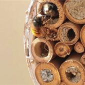Gehörnte Mauerbienen zeigen den Frühling an