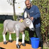 Gut geölter Palmesel macht sich bereit