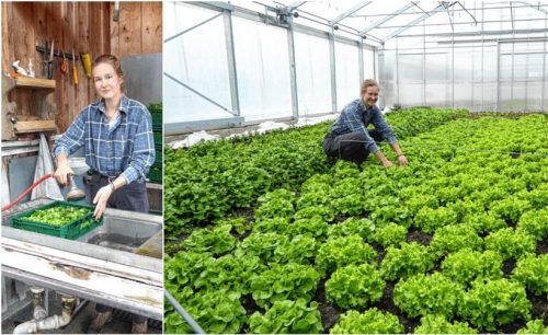 Amelie Schmidt ist Gärtnerin mit Leib und Seele. Im Biohof Schlarb wurde dieser Tage der letzte Feldsalat geerntet und für den Verkauf vorbereitet (links). Inzwischen ist der Kopfsalat (rechts) in den Gewächshäusern herangewachsen und kommt bald frisch zum Verbraucher. Fotos Riediger