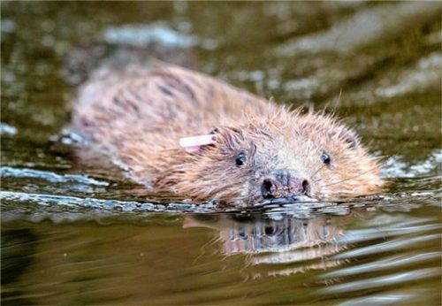 Archivbild eines eurasischen Bibers.Foto dpa