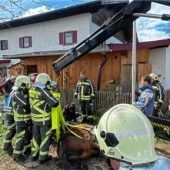 Pferd aus misslicher Lage gerettet