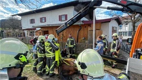 Aus eigener Kraft konnte das Pferd nicht mehr aufstehen. Foto Feuerwehr Bernau