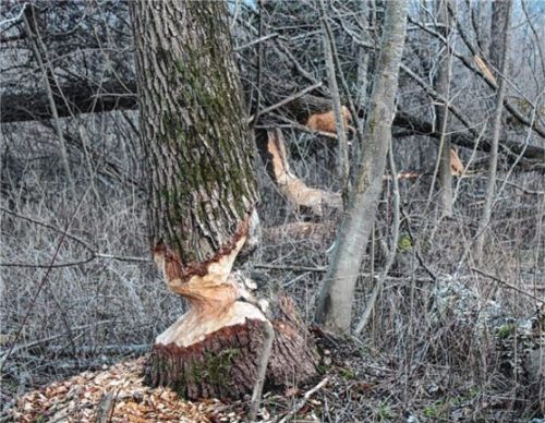 Baumstämme zu fällen ist für den Biber kein Problem. Manche Bäume bleiben angespitzt stehen, wie hier in der Nußdorfer Au. Die Gefahr: Wenn diese auf einen Weg fallen, können Wanderer verletzt werden.Foto Steffenhagen