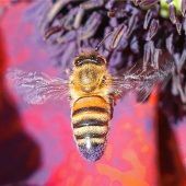 Goldmedaille für Imker