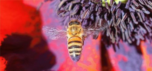Bei strahlendem Sonnenschein fliegt eine Honigbiene die Blüte eines Klatschmohns an. Foto DPA