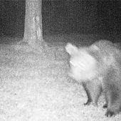 Tirol will „Problemwölfe“ töten