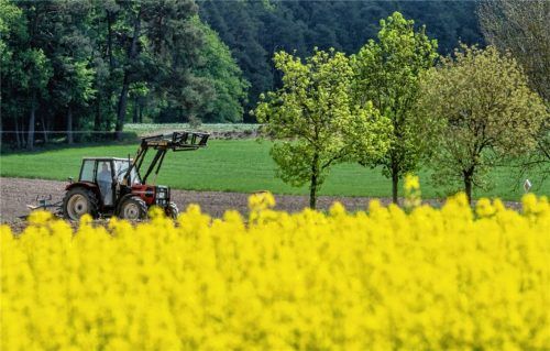 Blick auf ein leuchtend-gelbes blühendes Rapsfeld: Die gestiegenen Weltmarktpreise für Raps und Soja kommen auch bei den Landwirten in der Region an. Foto dpa