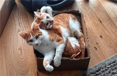 Boris und Basti sind ein perfektes Dreamteam, wie auf dem Foto unschwer zu erkennen ist. Foto  Estner