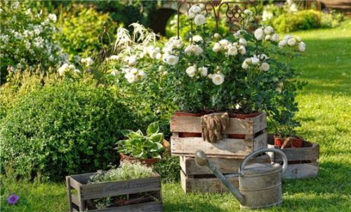 Containerrosen sind ideal für Rosenneulinge, denn sie kommen bereits blühend und mit festem Wurzelballen an und lassen sich leicht einpflanzen. Foto DJD/www.rosen-tantau.com/Stefan Schulze