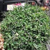 Preis für die Retterin der Buchsbäume