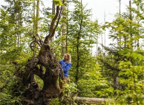 Der Bayerische Wald ist ein echtes Naturerlebnis.