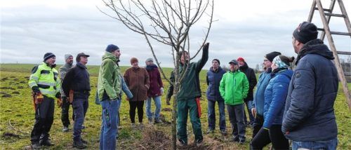 Der Kurs „Erziehungsschnitt bei Halb- und Hochstämmen“ war begehrt. Er wurde zweimal auf Ausgleichsflächen der Gemeinde angeboten. Harald Lorenz, ehemaliger Kreisfachberater (Mitte, hinter dem Baum), zeigte, wie junge Obstbäume in Form zu bringen sind. Foto kirchner